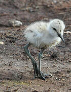 Avocette élégante