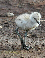 Avocette élégante