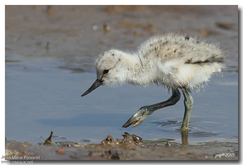 Pied AvocetPoussin, identification, Behaviour