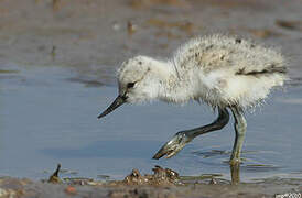 Pied Avocet