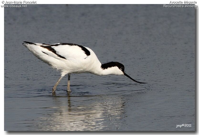 Pied Avocet