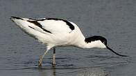 Avocette élégante