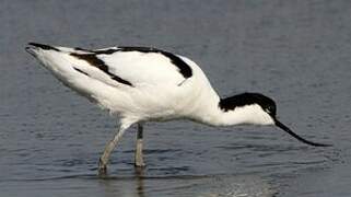 Pied Avocet