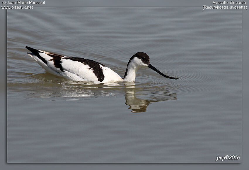 Avocette élégante