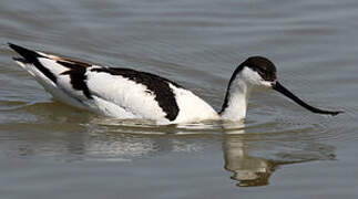 Avocette élégante