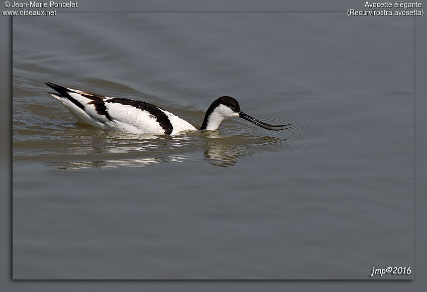 Avocette élégante