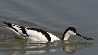 Avocette élégante