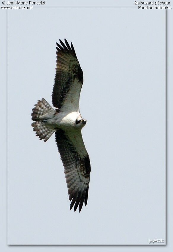 Western Osprey