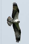 Western Osprey