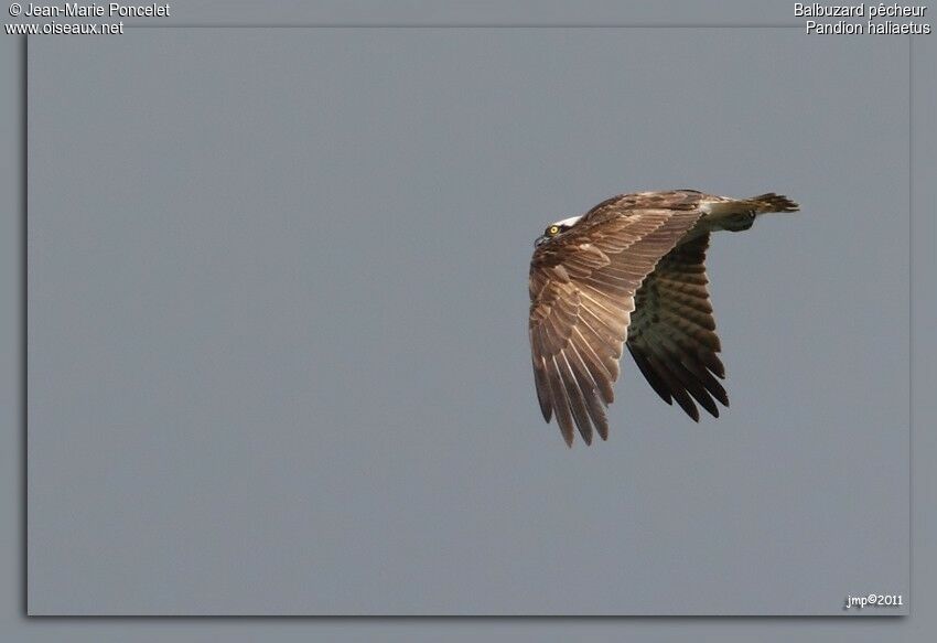 Osprey