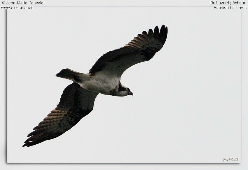 Western Osprey