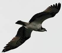 Western Osprey