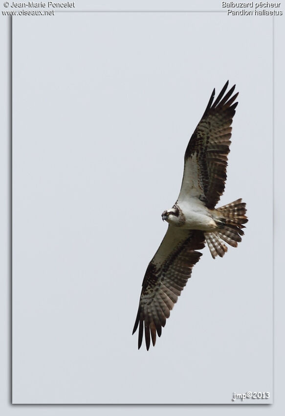 Western Osprey