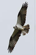 Western Osprey