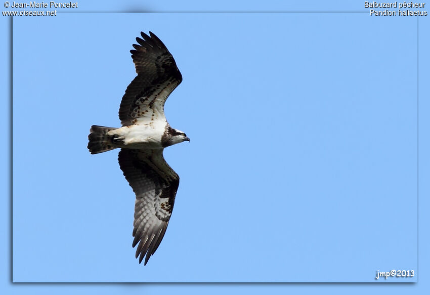 Western Osprey