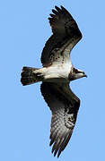 Western Osprey