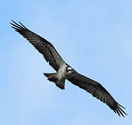 Western Osprey