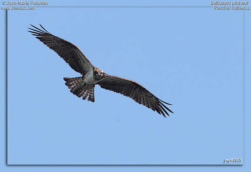 Western Osprey