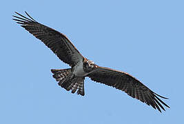 Western Osprey