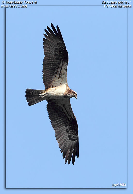 Western Osprey