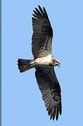 Western Osprey