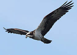 Western Osprey