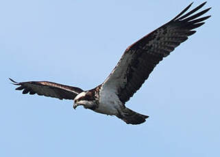 Balbuzard pêcheur