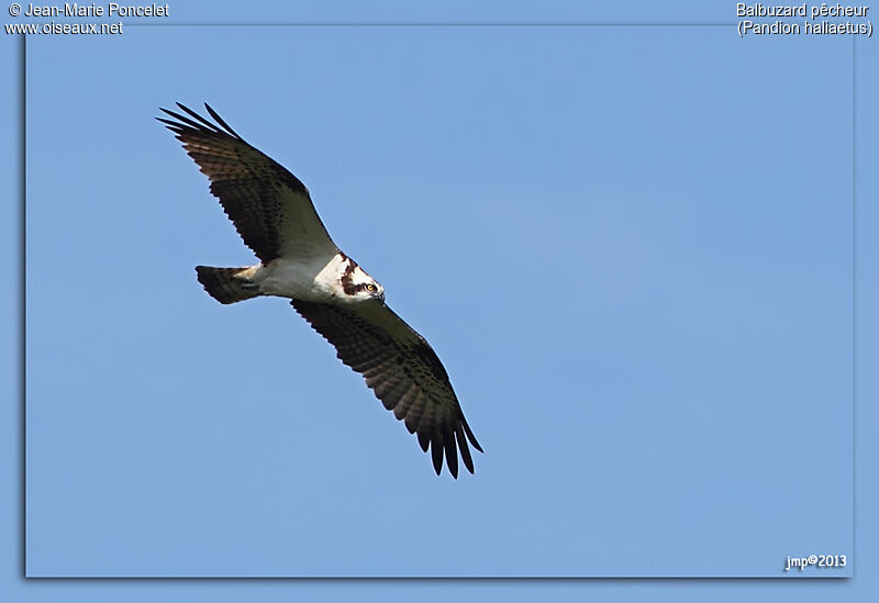 Western Osprey