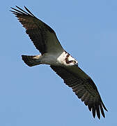 Western Osprey