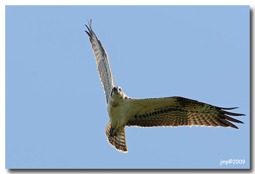 Western Osprey, Flight