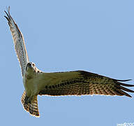 Western Osprey