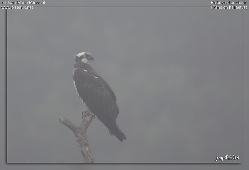 Western Osprey