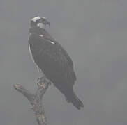 Western Osprey