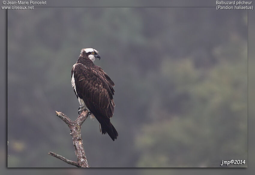 Western Osprey