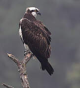 Western Osprey