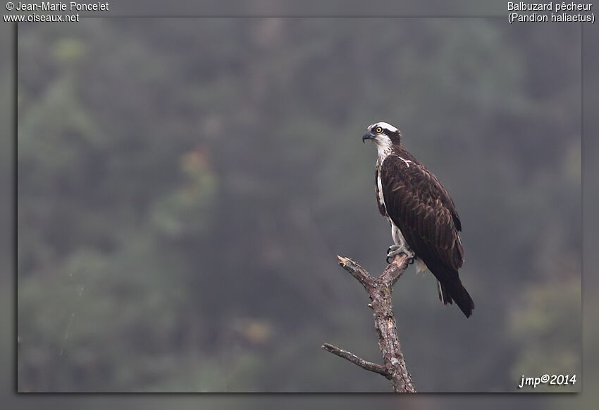 Western Osprey