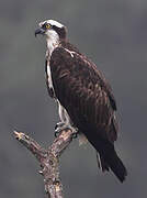 Western Osprey