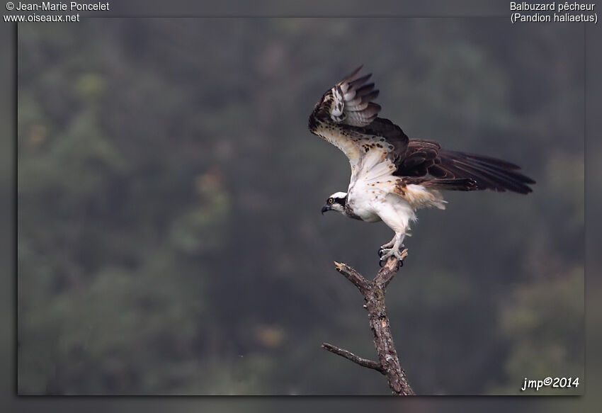 Western Osprey