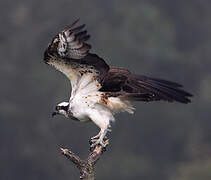 Western Osprey