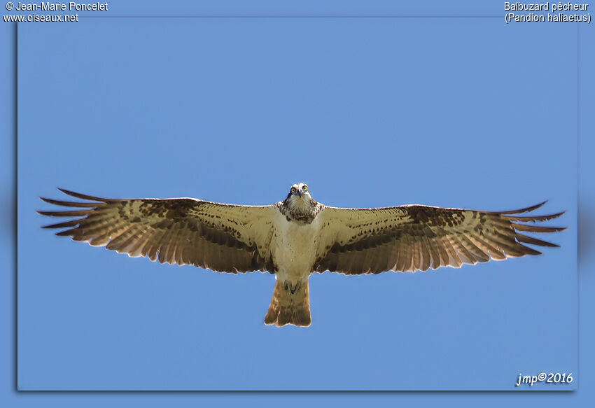 Western Osprey