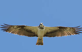 Western Osprey