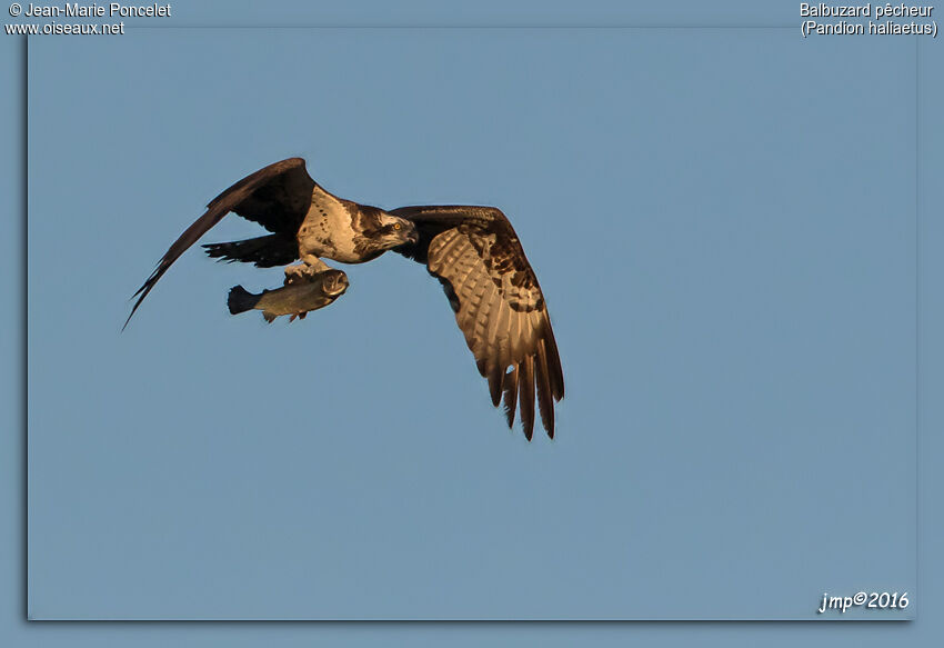 Western Osprey