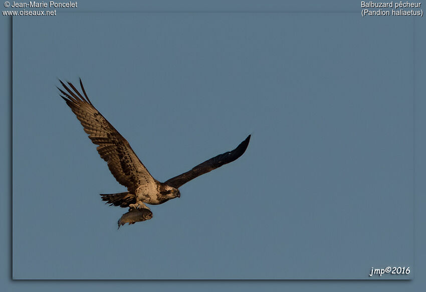 Western Osprey