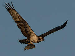 Western Osprey