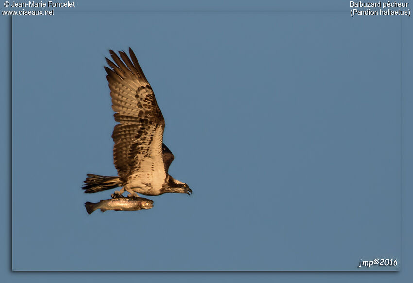 Western Osprey