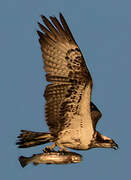 Western Osprey