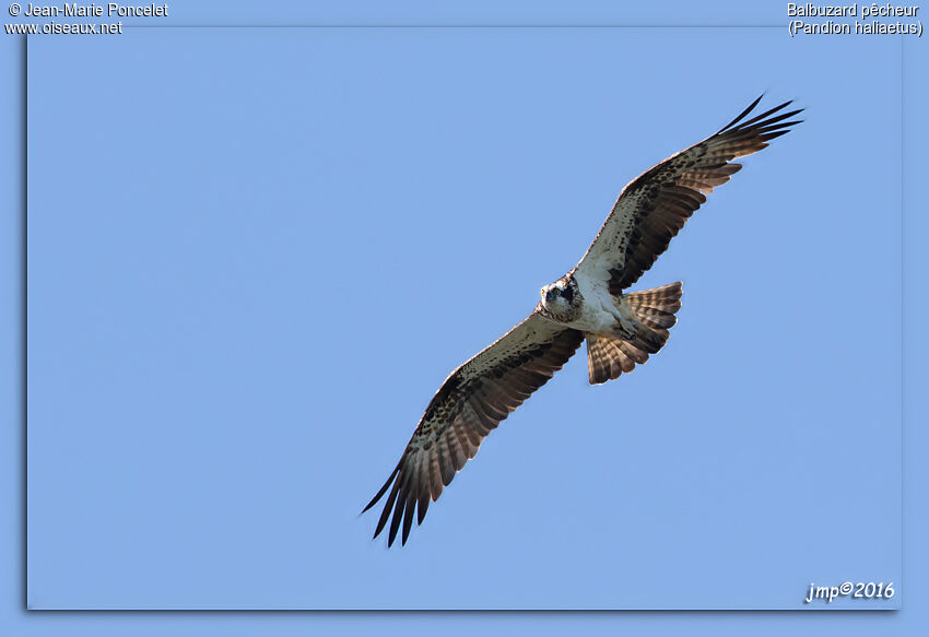 Western Osprey