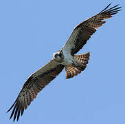 Western Osprey