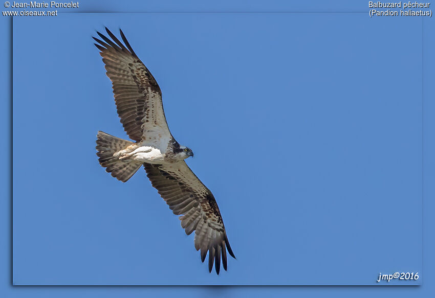 Western Osprey