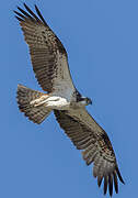 Western Osprey